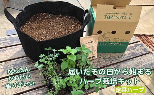 ハーブ栽培セット 届いたその日から始められる 定番ハーブ 羽生市羽生市 ふるさと納税 ふるさとチョイス