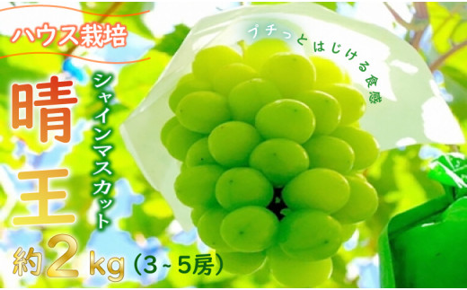 令和5年産（2023年発送）先行受付】岡山県産シャインマスカット「晴王