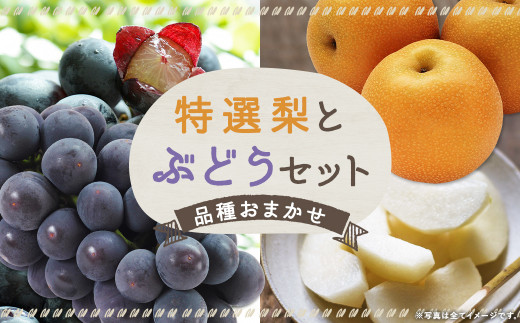 数量限定 よらん野 特選 梨 と ぶどう セット（品種おまかせ） 【2025 
