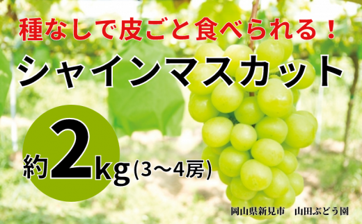 山田ぶどう園 シャインマスカット 約2kg 3～4房 【先行予約 2025年9月下旬から順次発送】 - 岡山県新見市｜ふるさとチョイス - ふるさと納税 サイト