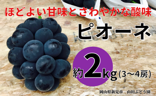 山田ぶどう園 ピオーネ 約2kg 3～4房 【先行予約 2025年9月上旬から順次発送】 - 岡山県新見市｜ふるさとチョイス - ふるさと納税サイト