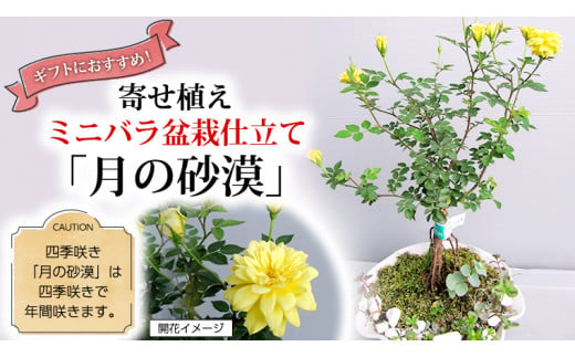 12月11日 入金確認分まで 年内配送 】寄せ植えミニバラ盆栽仕立て「月