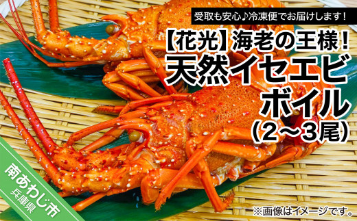 ふるさと納税 海老の王様！天然イセエビボイル（中2尾〜3尾） 兵庫県南あわじ市 受取も安心♪冷凍便海老の王様！天然イセエビボイル（2尾～3尾