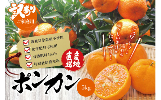 24 【和歌山県産】ポンカン約9kg サイズお任せ(2L〜3L)