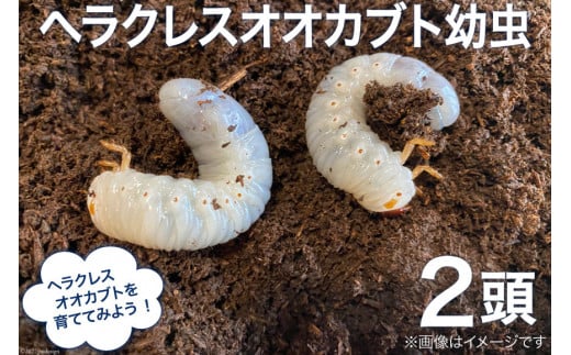 カブトムシ ヘラクレスオオカブト 幼虫 2頭 昆虫 飼育 / 虫ムシ@UNZEN / 長崎県 雲仙市 [item0739] -  長崎県雲仙市｜ふるさとチョイス - ふるさと納税サイト