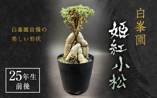 【白峯園】姫紅小松 25年生前後 塊根植物 トリコディアデマ バルボサム Trichodiadema bulbosum 観葉植物盆栽 観葉 植物  コーデックス メセン インテリア F21J-115