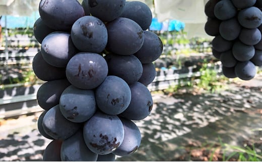 y쌧⑺zy2026Ns\zI 쌧Y iKmp[v Ղ3~4[ 2kg ʕ Ԃǂ t[c uhE