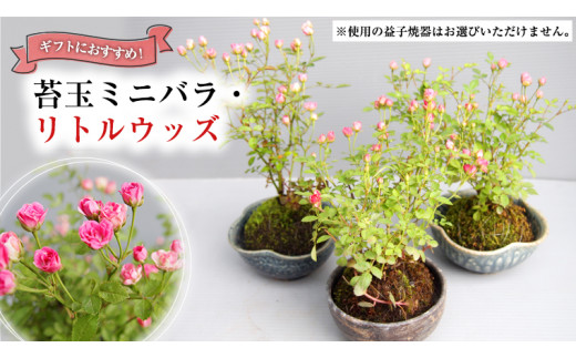 ミニバラ 鉢植えの人気商品・通販・価格比較 - 価格.com