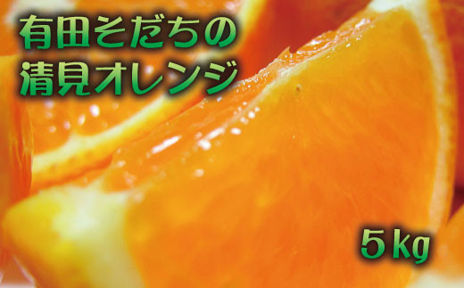 【和歌山県太地町】【2023年3月上旬〜発送】有田育ちの清見オレンジ(ご家庭用)　約5kg