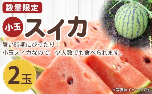 【数量限定】 菊陽町産 小玉 スイカ 2玉 西瓜