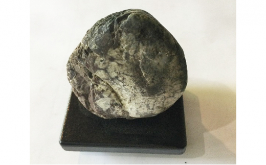 ふるさと納税 岐阜県 揖斐川町 [No.5568-0144]鑑賞石 根尾谷産の菊花