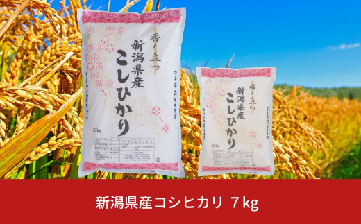 新米 [定期便10kg×6か月] 新潟県産 新之助 計60kg 6か月連続でお届け