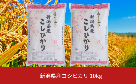 新米 新潟県産 コシヒカリ 10kg こしひかり 令和5年産米【013S008