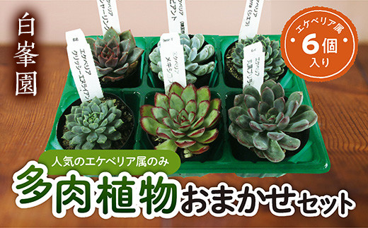 多肉植物 エケベリア属おまかせ ６種セット 【白峯園】 観葉植物 趣味