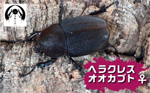 昆虫の王様 ヘラクレスオオカブトのメス ♀ カブトムシ 大型 ブリード