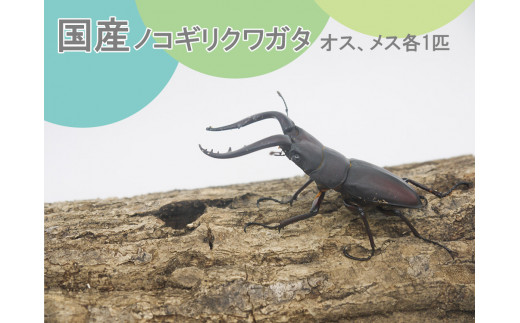 FQ003 ノコギリクワガタ ペア 成虫（オス・メス各1匹 ）夏休み カブトムシ - 佐賀県みやき町｜ふるさとチョイス - ふるさと納税サイト