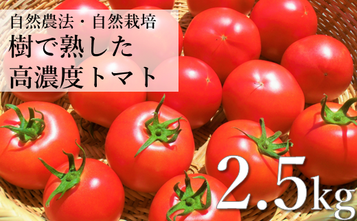 自然農法 樹で熟した 高濃度 大玉 トマト 2.5kg 約 20玉 前後 栽培期間中 農薬不使用 農家 朝採り 直送 遠野もぐもぐカントリー