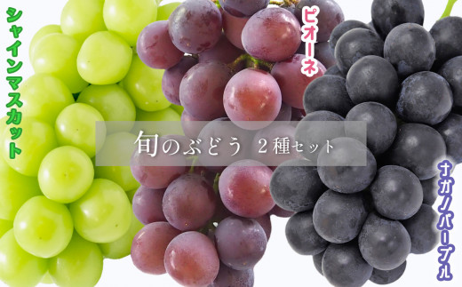 千曲市産 旬のぶどう 2種セット (各1房) - 長野県千曲市｜ふるさと