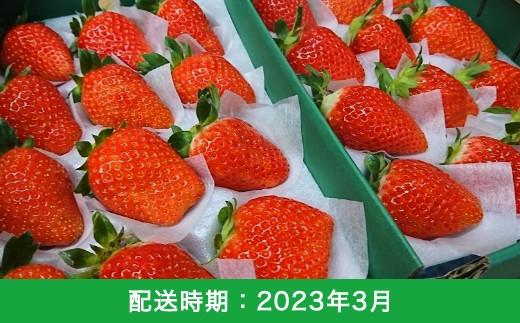 【福岡県うきは市】E110-03 梶原フルーツのイチゴ食べ比べセット 3月お届け