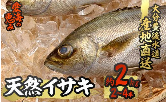 愛海の恵み 大分豊後水道産 天然イサキ 約2kg 2 4本 大分県佐伯市 ふるさと納税 ふるさとチョイス