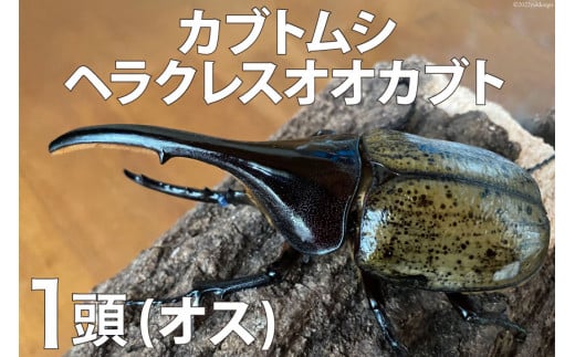 カブトムシ ヘラクレスオオカブト オス 1頭 昆虫 飼育 期間限定 / 虫ムシ@UNZEN / 長崎県 雲仙市 [item0762] -  長崎県雲仙市｜ふるさとチョイス - ふるさと納税サイト