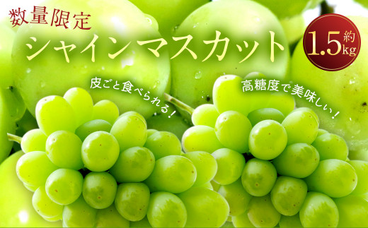 2023年8月下旬より順次発送】長崎県産 シャインマスカット 約1.5kg