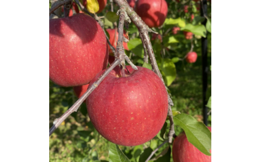 yXΎszSevenAppleؑ_璼@㊮nӂ3kgy1313967z