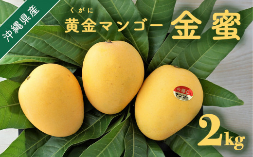 黄金(くがに)マンゴー「金蜜」(2kg) 【2025年７月中旬～８月中旬頃配送】 生産者直送 - 沖縄県今帰仁村｜ふるさとチョイス -  ふるさと納税サイト