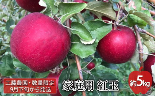 【工藤農園・数量限定 9月下旬から発送】家庭用 紅玉 約5kg【弘前市産・青森りんご】