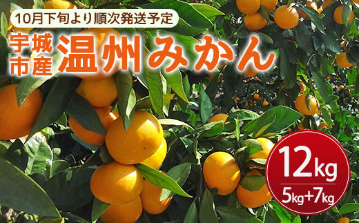 【10月下旬～順次発送予定】宇城市産 温州みかん 計12kg（5kgケース+7kgケース）