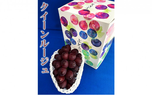 y쌧⑺zy2026Ns\z_ NC[[W1[ 500g ʕ V  uhE Ȃ t[c fU[g H  Yn 쌧Y