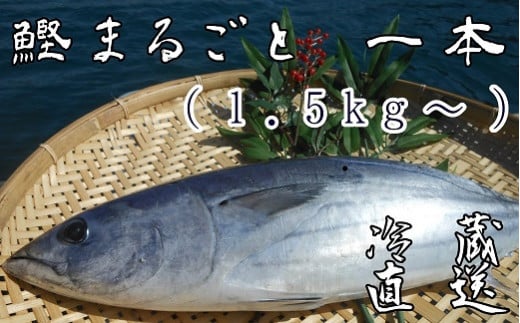 本場高知のカツオ まるごと１本（1.5kg～）※着日指定不可※鮮魚 鰹のたたき 刺身 お造り 煮魚 直送便【R00832】 -  高知県土佐清水市｜ふるさとチョイス - ふるさと納税サイト