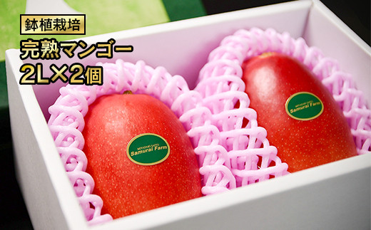 ❷宮崎マンゴー●Ｌサイズ８玉●チルド発送● 宮崎マンゴー” 秀品 超特大玉 4Lサイズ 2玉 宮崎完熟マンゴー