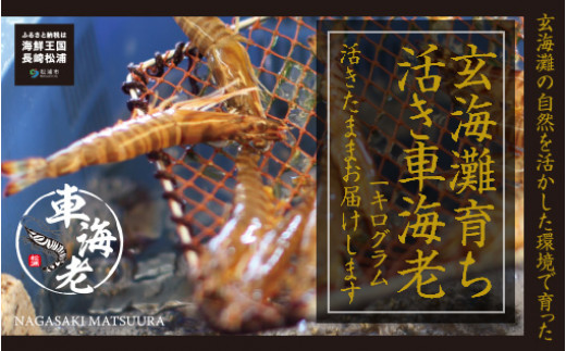 【長崎県松浦市】【D4-004】【先行予約】新松浦漁協　活きくるまえび1kg