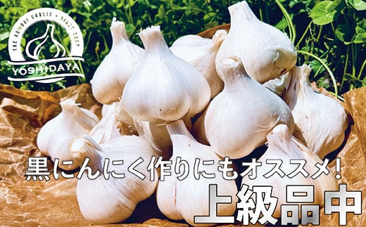 青森県 バラにんにく10Kg 大 特大 加工おすすめ(にんにく)｜売買されたオークション情報、yahooの商品情報をアーカイブ公開 - オークファン  にんにく