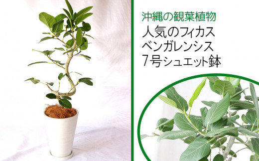 沖縄の観葉植物 人気のフィカス ベンガレンシス 7号シュエット鉢 A1044 うるま市うるま市 ふるさと納税 ふるさとチョイス