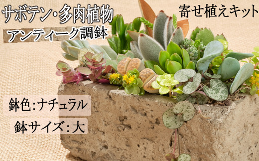 サボテン多肉植物の アンティーク調鉢寄せ植えキット 鉢色 ナチュラル 鉢サイズ 大 高知県室戸市 ふるさと納税 ふるさとチョイス
