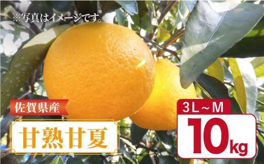 佐賀県産みかん あんみつ姫 5kg 2S～2L みかん ミカン 蜜柑