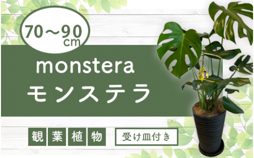 【観葉植物】モンステラ70cm～90cm/黒シュエット鉢(鎌ヶ迫園芸場/021-1487) 南国鹿児島県で育った 観葉植物！植物 鉢付 インテリア  室内 オフィス おしゃれ プレゼント ギフト 開店祝い 移転祝い マイナスイオン【配送不可地域：北海道・沖縄県・離島】