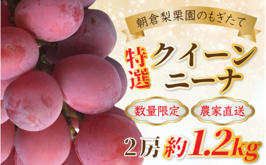 【先行予約／9月発送】《数量限定》もぎたてクイーンニーナ 特選 2房入 約1.2kg【チョイス限定】