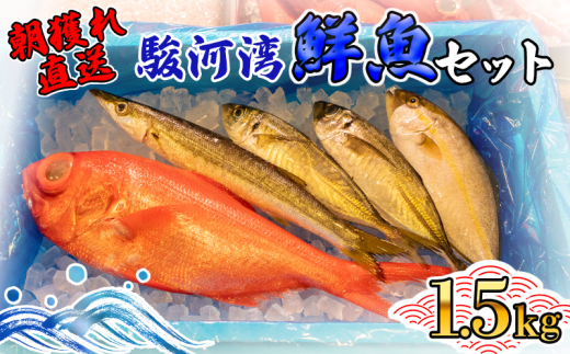 天然 旬の鮮魚セット 1.5kg 鮮魚ボックス 程度 沼津港 朝獲れ直送