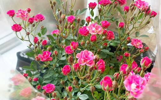 darkpink01.jpg