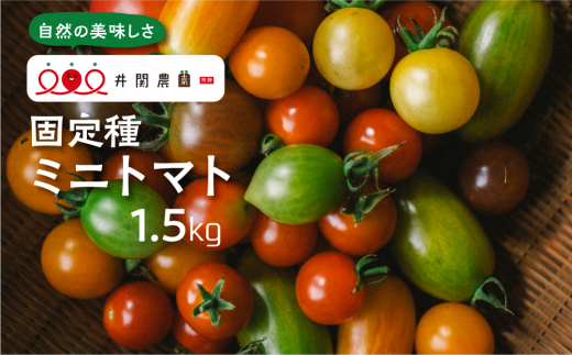 8月 10月発送 期間限定 彩り鮮やか固定種ミニトマトセット 1 5kg 不耕起栽培 産地直送 岐阜県飛騨市 ふるさと納税 ふるさとチョイス