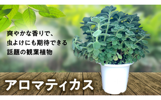 アロマティカス 1鉢 観葉植物 育てやすい 虫よけ ガーデニング 植物 香り かわいい 肉球