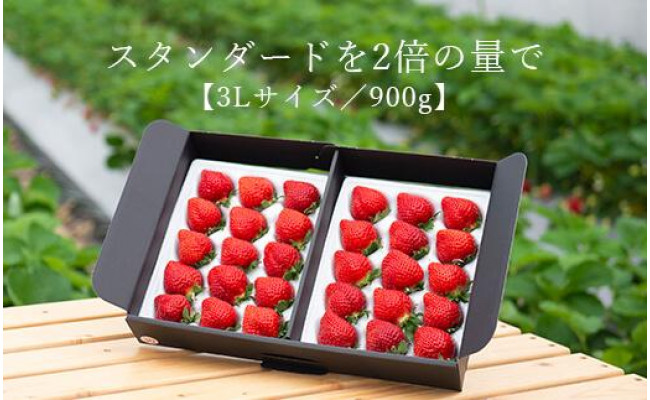 2023年1月頃～発送予定】☆たっぷり！2倍の量☆「完熟あまおう」3Lサイズ900g入り - 大川市大川市 | ふるさと納税 [ふるさとチョイス]