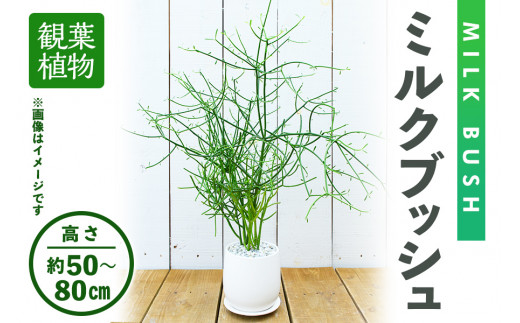 観葉植物＞ミルクブッシュ(高さ約50～80cm、巾約40cm・陶器鉢・受け皿付)【m24-03】【アイエヌエー】 - 大阪府箕面市｜ふるさとチョイス  - ふるさと納税サイト