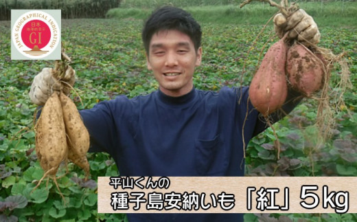 種子島 安納いも 平山農園「 紅 」(Mサイズ) 5kg NFN451【350pt