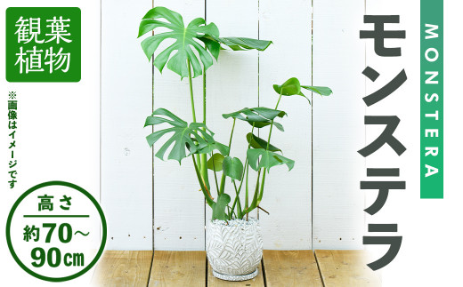 M24 04 観葉植物 モンステラ 高さ約70 90cm 巾約40cm 陶器鉢 受け皿付 アイエヌエー 大阪府箕面市 ふるさとチョイス ふるさと納税サイト