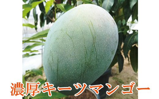 希少マンゴー】濃厚キーツマンゴー 約800g(1～2玉) - 和歌山県太地町