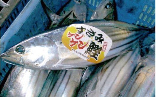 先行予約・数量限定】伝統のケンケン釣り！すさみケンケン鰹 一本 約2